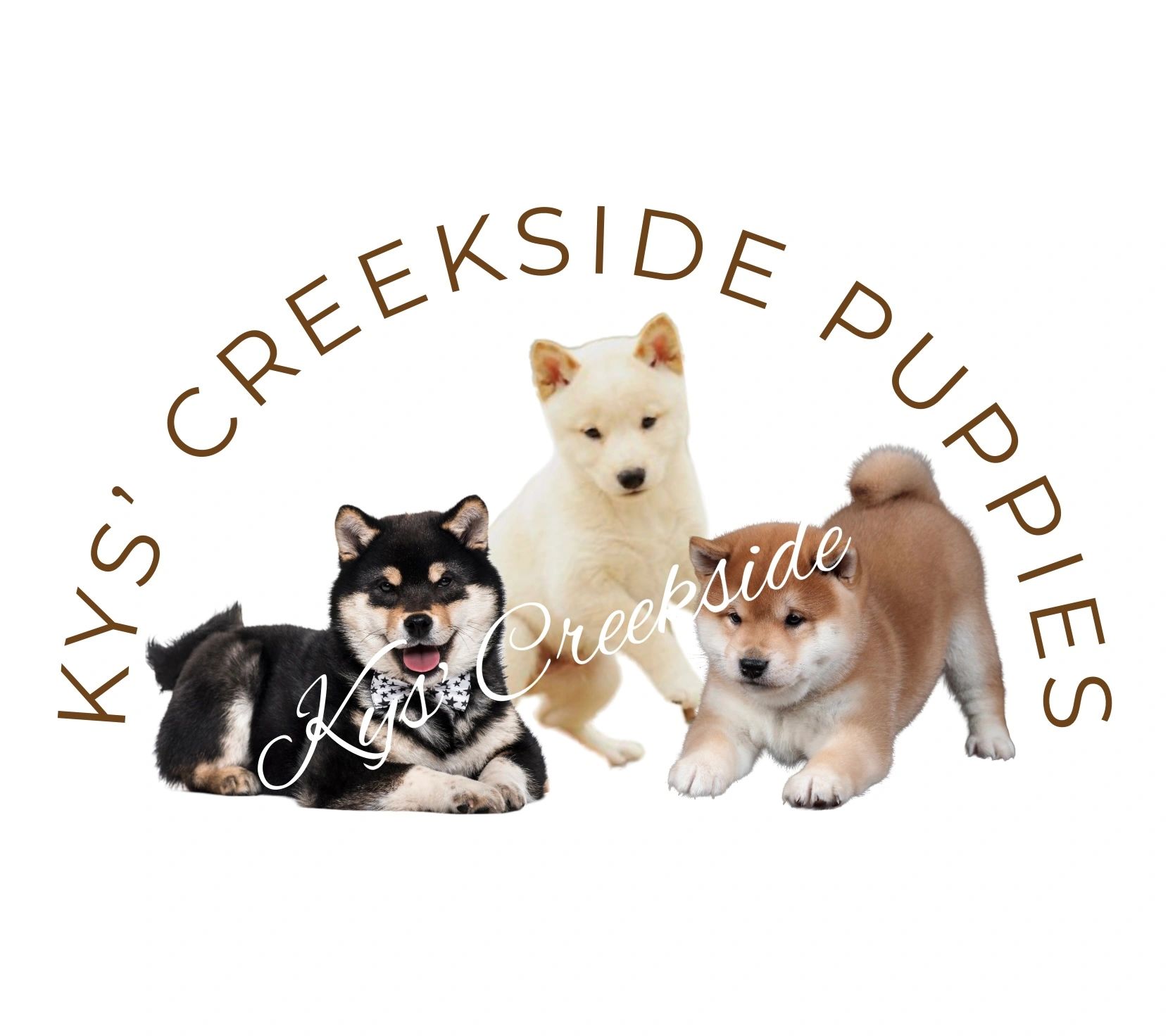 Puppies
